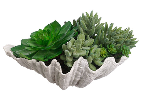 6" Succulent Garden in Shell  Green (pack of 4)