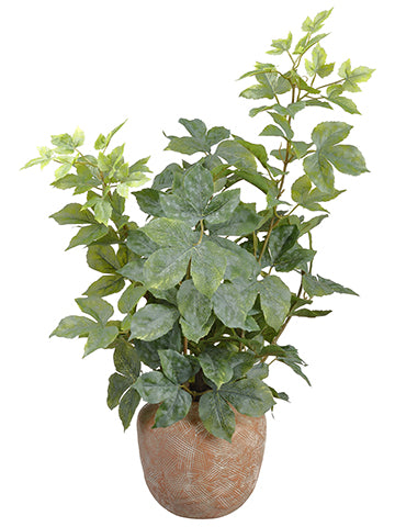 28" Cissus Ivy Plant in Terra Cotta Pot Green (pack of 2)
