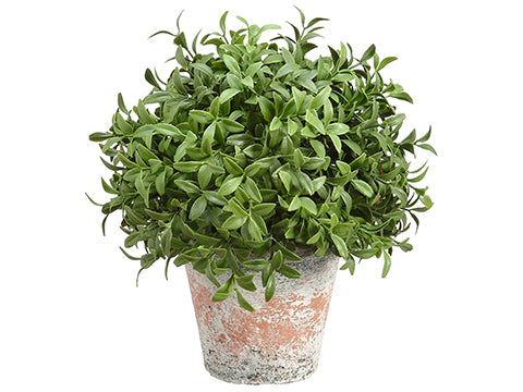 9" Tea Leaf Ball in Terra Cotta Pot Green (pack of 4)
