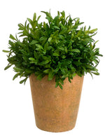10" Tea Leaf Ball in Terra Cotta Pot Green (pack of 4)