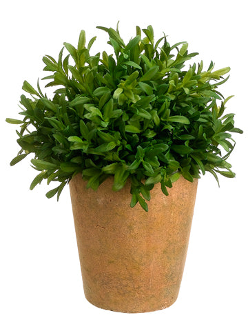 10" Tea Leaf Ball in Terra Cotta Pot Green (pack of 4)