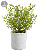 15" Myrtle in Cement Pot  Green (pack of 4)