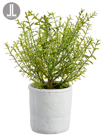 15" Myrtle in Cement Pot  Green (pack of 4)