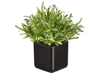 8" Podocarpus in Pot  Green (pack of 12)