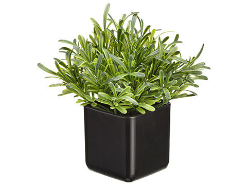 8" Podocarpus in Pot  Green (pack of 12)