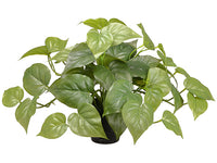 9.5" Philodendron Plant in Plastic Pot Green (pack of 24)
