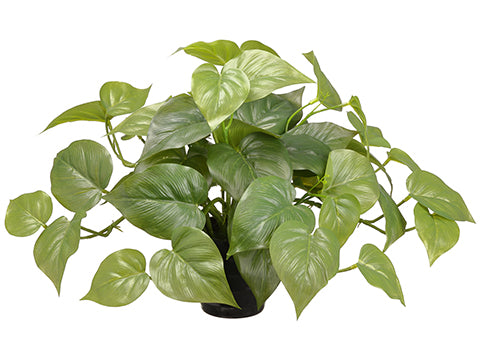 9.5" Philodendron Plant in Plastic Pot Green (pack of 24)