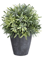 8" Rosemary Ball in Pot  Green (pack of 4)