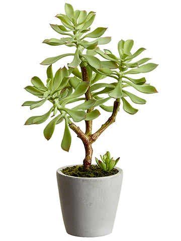 12" Soft Aeonium in Cement Pot Green Gray (pack of 4)