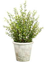 19" Senecio in Paper Mache Pot Green (pack of 2)