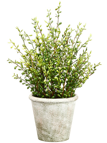 19" Senecio in Paper Mache Pot Green (pack of 2)