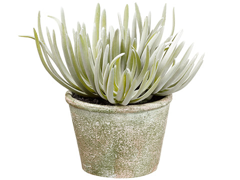 6.5" Senecio in Paper Mache Pot Green Gray (pack of 6)