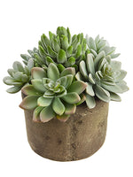 6.5" Succulent Garden in Cement Pot Green Gray (pack of 4)