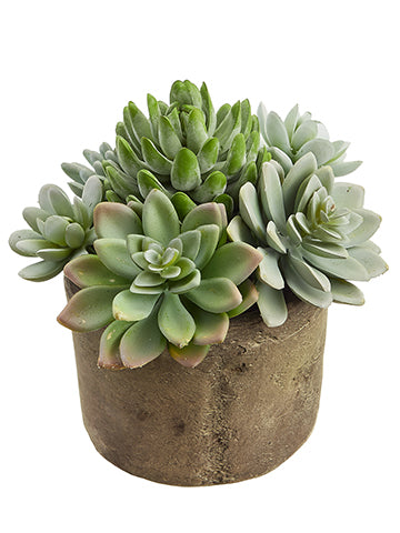 6.5" Succulent Garden in Cement Pot Green Gray (pack of 4)