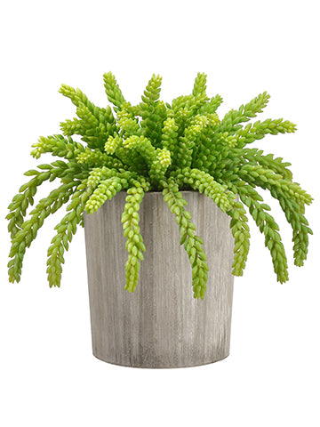 15" Sedum in Wood Planter  Green (pack of 2)