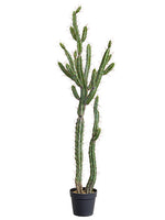 57.5" Peruvian Cactus x2 in Plastic Nursery Pot Green (pack of 1)