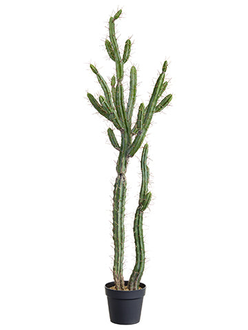 57.5" Peruvian Cactus x2 in Plastic Nursery Pot Green (pack of 1)