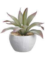 8.25" Echeveria in Plastic Pot Green Gray (pack of 4)