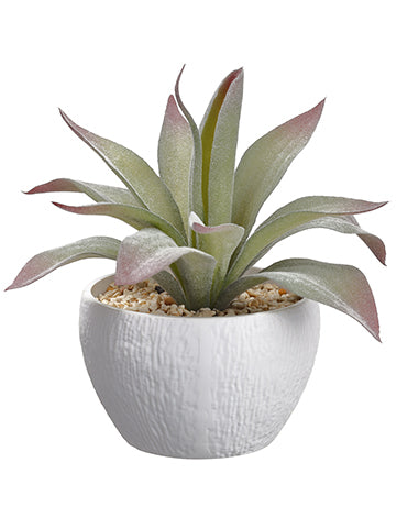 8.25" Echeveria in Plastic Pot Green Gray (pack of 4)