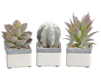 5"-6" Cactus/Echeveria/Aloe in Plastic Pot (3 ea/set) Green Burgundy (pack of 6)