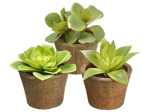 4-5" Soft PVC Kalanchoe/echeve Echeveria in Terra Cotta Pot Assortment (3 ea/set) Two Tone (pack of 5)