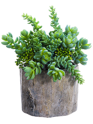8.5" Succulent Garden in Cement Pot Green (pack of 2)