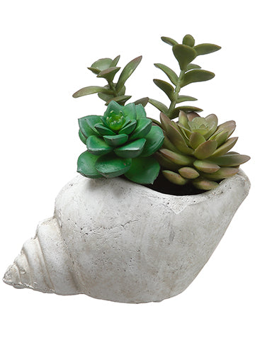 6" Succulent Garden in Shell  Grren (pack of 6)