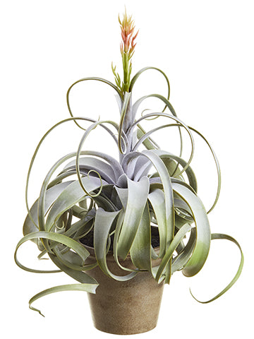 23" Blooming Tillandsia in Paper Mache Pot Green Gray (pack of 2)