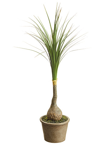 18" Ponytail Palm in Paper Mache Pot Green (pack of 6)