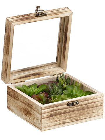 3.1"Hx5.9"Wx5.9"L Succulent Garden in Wood Box Green Gray (pack of 6)