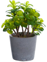 11.8" Echeveria in Cement Pot  Green (pack of 1)