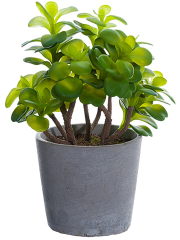 11.8" Echeveria in Cement Pot  Green (pack of 1)