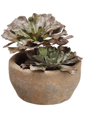 7" Echeveria in Clay Pot  Green Burgundy (pack of 2)