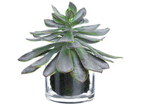 10" Echeveria in Glass Vase  Gray Burgundy (pack of 2)