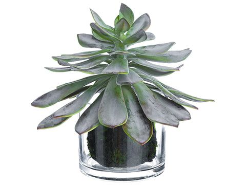 10" Echeveria in Glass Vase  Gray Burgundy (pack of 2)