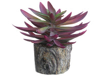 5.5" Echeveria in Cement Planter Mauve Green (pack of 6)