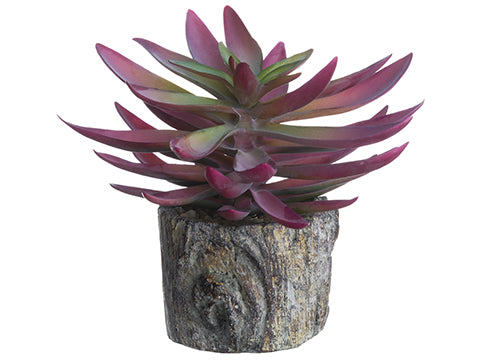 5.5" Echeveria in Cement Planter Mauve Green (pack of 6)
