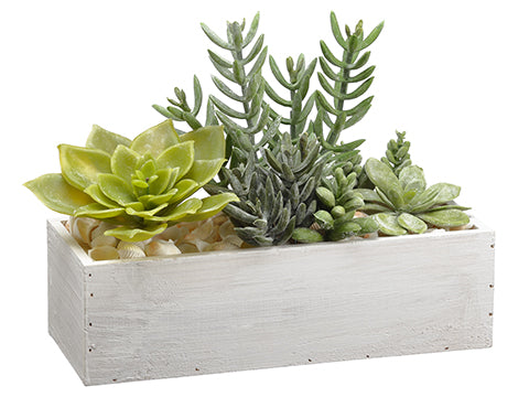 10" Succulent Garden in Wood Container Green (pack of 1)