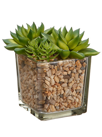 4.5" Echeveria in Glass Vase  Green (pack of 8)