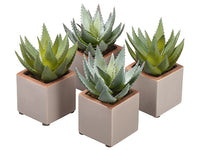 7" Agave in Ceramic Pot (4 ea/set) Green Gray (pack of 1)