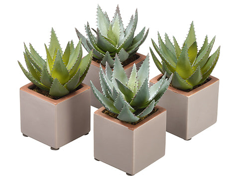 7" Agave in Ceramic Pot (4 ea/set) Green Gray (pack of 1)