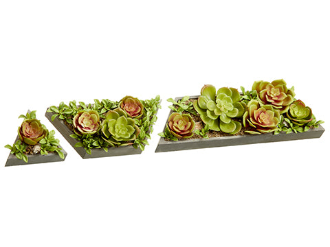 4"-11.5" Succulent Garden in Cement Pot (3 Assortments/set) Green Burgund (pack of 3)