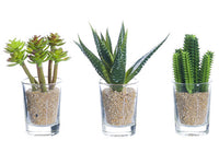 3.5"-4" Cactus in Glass Vase Assortment (3 ea/set) Green (pack of 12)