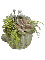 7" Echeveria/Sedum/Brunia in Cement Cactus Planter Green Gray (pack of 2)
