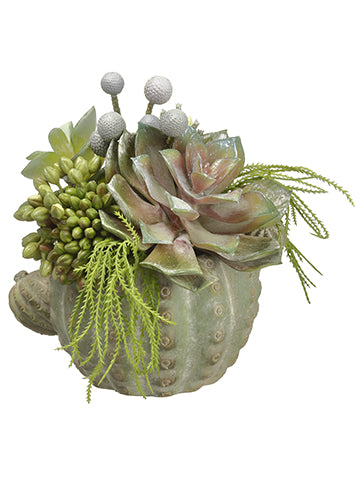 7" Echeveria/Sedum/Brunia in Cement Cactus Planter Green Gray (pack of 2)