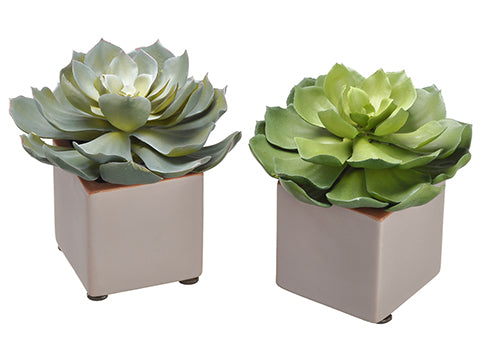 6" Echeveria in Ceramic Pot (2 Styles/set) Two Tone Green (pack of 2)