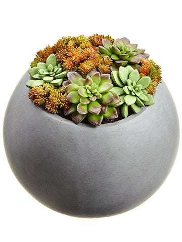9.06" Echeveria/Sedum Arrangement in Mgo Pot Green Burgundy (pack of 1)
