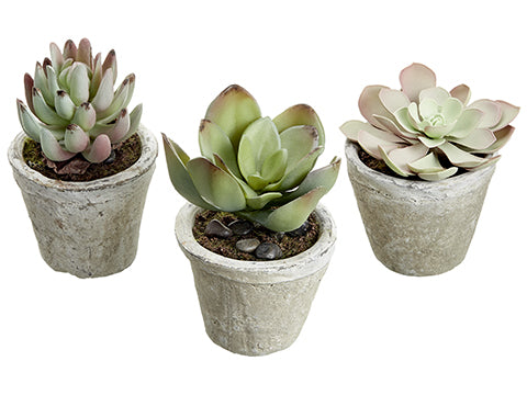 4.2" - 5.5" Succulent in Cement Pot (3 Assortments/set) Green Pink (pack of 2)
