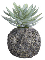 9" Dudleya in Cement Pot  Green Gray (pack of 2)