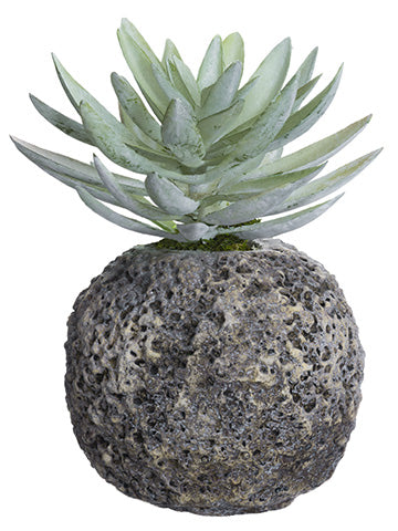 9" Dudleya in Cement Pot  Green Gray (pack of 2)